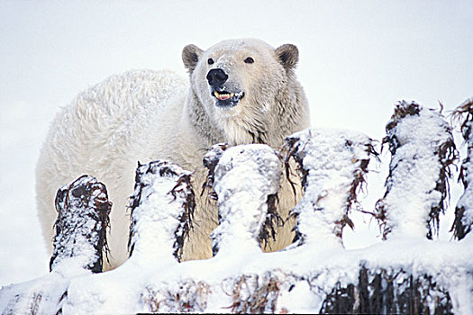 北极熊,腐食,弓头鲸,北极国家野生动物保护区,阿拉斯加