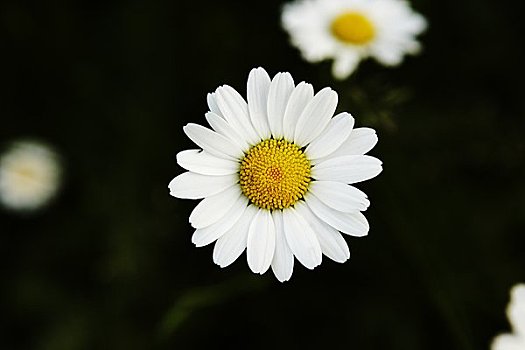 法兰西菊,特写