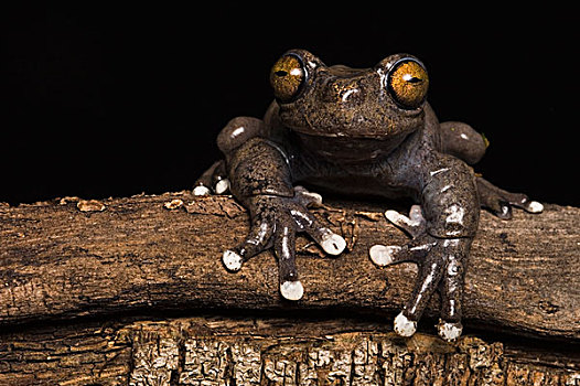 树蛙,物种,2003年,厄瓜多尔