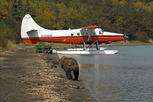 阿拉斯加,棕熊,水上飞机,岸边,湖,纳克内克,卡特麦国家公园,美国