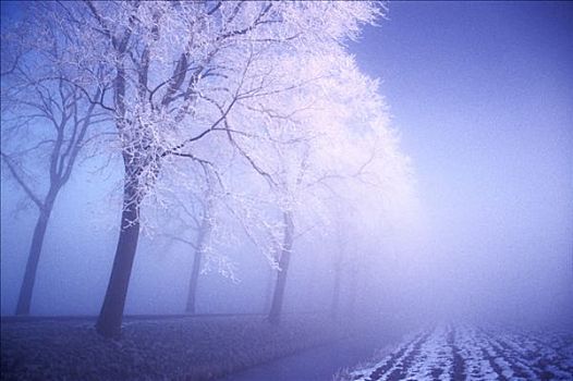 霜冻,树,冬天,荷兰