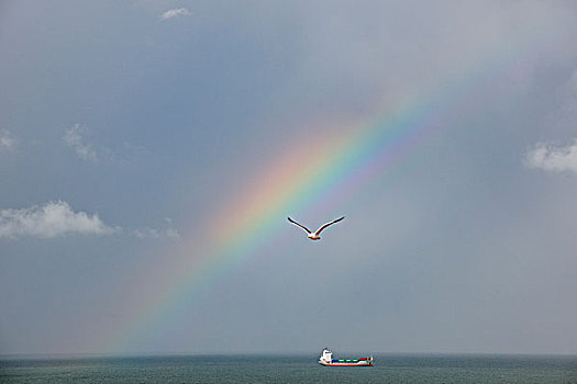 彩虹,海鸥,集装箱船