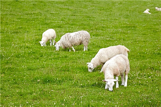 绵羊,草地