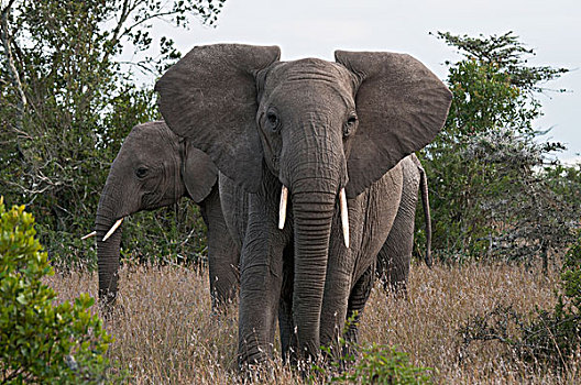 非洲象,防卫姿势,肯尼亚