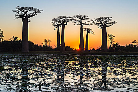 猴面包树,反射,水,日落,穆龙达瓦,省,马达加斯加,非洲