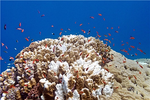 珊瑚礁,异域风情,鱼,珊瑚,热带,海洋,水下