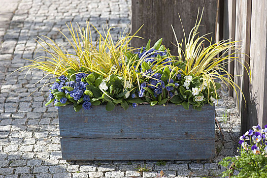 蓝色,木盒,樱草属植物
