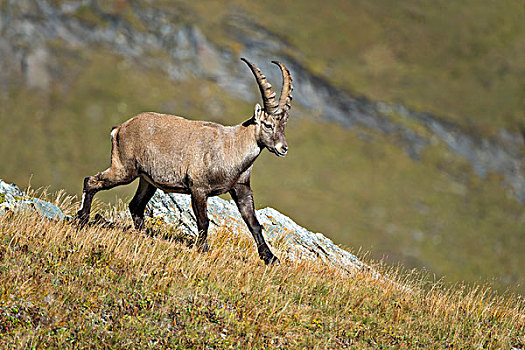 阿尔卑斯野山羊,雄性,高,陶安,国家公园,卡林西亚,奥地利,欧洲