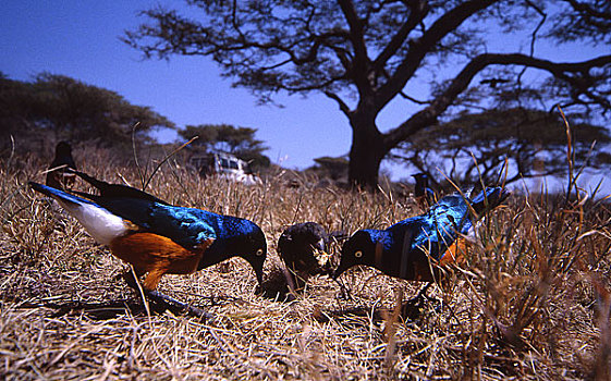 三个,鸟,坦桑尼亚,非洲