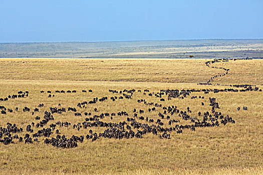肯尼亚,马赛马拉,大,柱子,角马,风,草原,马赛马拉国家保护区,迁徙