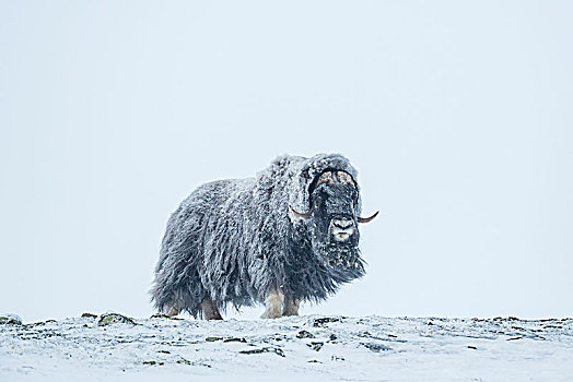 麝牛,雄性,暴风雪,国家公园,挪威,欧洲