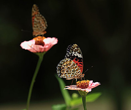 花与蝴蝶