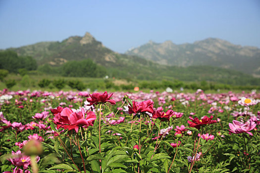 山东省日照市,游客闻香而至,徜徉芍药花海