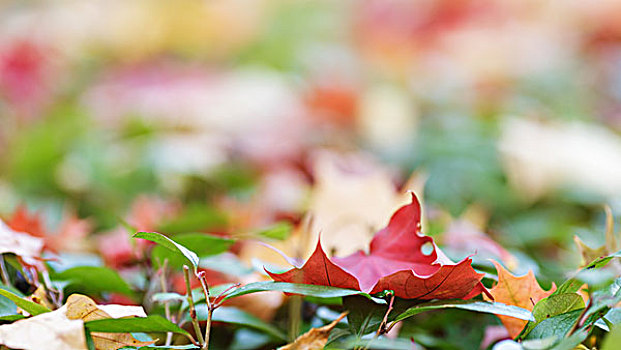 秋叶,地上,秋天,照片