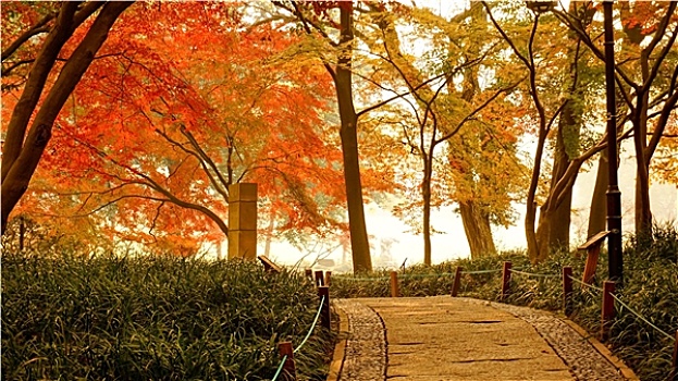 秋天的枫树林小路