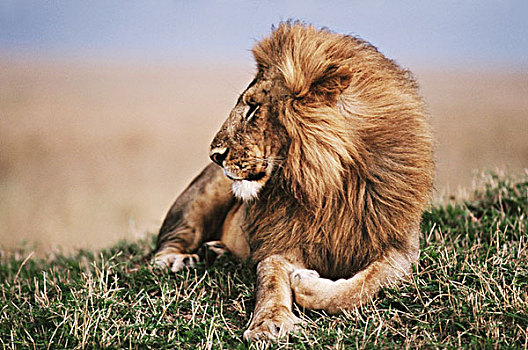 肯尼亚,马赛马拉国家保护区,狮子,休息,草丛,大幅,尺寸