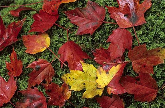秋天,色彩,枫叶,苔藓,西维吉尼亚,美国