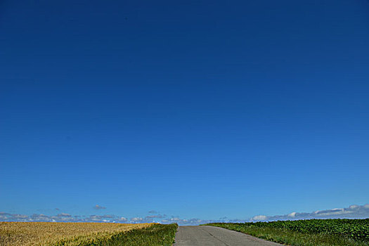 金色,麦田,蓝天,背景