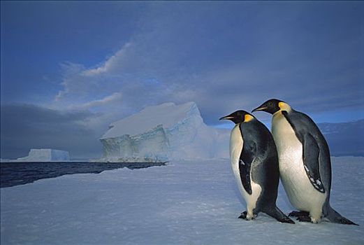 帝企鹅,一对,海冰,午夜,黎明,冰架,威德尔海,南极