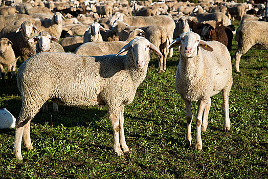 羊群,家羊,绵羊,巴登符腾堡,德国,欧洲
