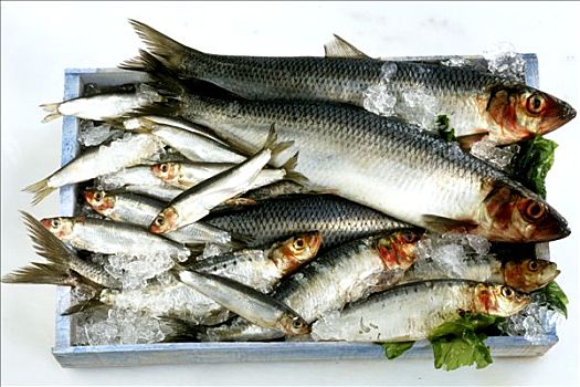 新鲜,青鱼,沙丁鱼,小鲱鱼,板条箱