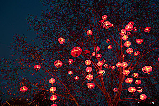 河南树上挂灯笼