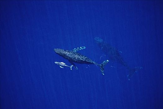驼背鲸,大翅鲸属,鲸鱼,母牛,幼兽,护从,毛伊岛,夏威夷,提示,照相