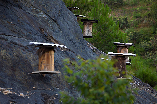 山区农家野蜂土蜂养殖