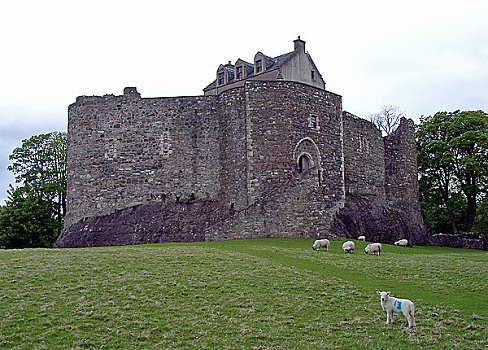 苏格兰,城堡,绵羊