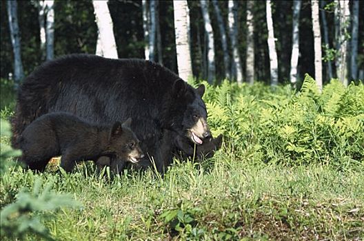黑熊,美洲黑熊,母熊,幼兽,桦树,贝图拉州立公园,树林,北美