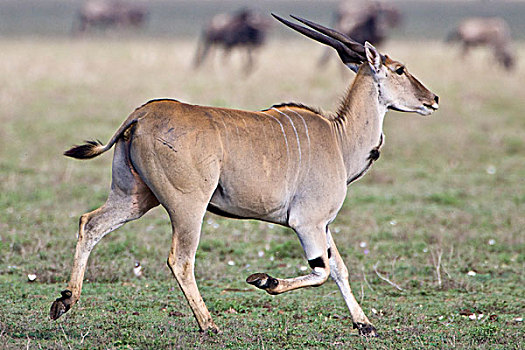 非洲,坦桑尼亚,大羚羊,恩戈罗恩戈罗,保护区