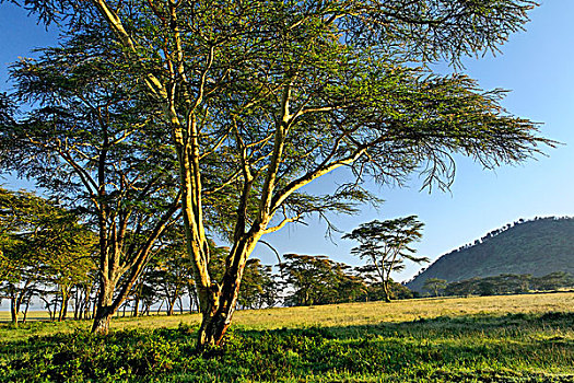 黄色,发烧,树,刺槐,纳库鲁湖国家公园,肯尼亚