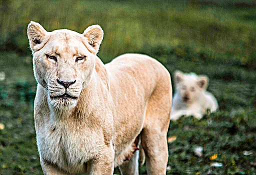 雌性,白色,狮子