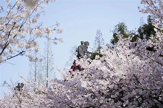 横图粉色自然春天盛开樱花季节花