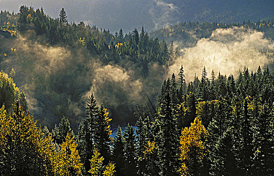 秋天,白杨,松树,云杉,弗雷泽河,落基山脉,不列颠哥伦比亚省,加拿大