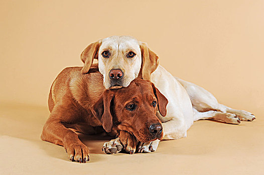 两个,拉布拉多犬,卧,搂抱,相互,黄色