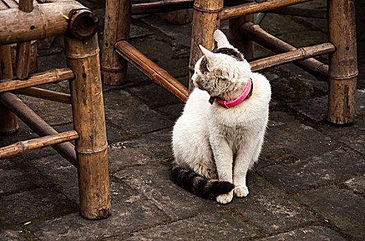 成都市区茶馆中的一只猫