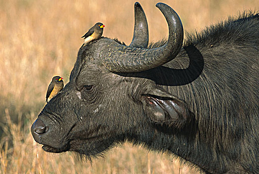 南非水牛,非洲水牛,雄性动物,红嘴牛椋鸟,一对,马赛马拉国家保护区,肯尼亚
