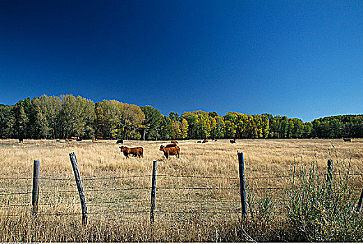 菜牛,草场,爱达荷,美国