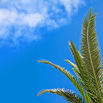 绿色,棕榈叶,高处,蓝天,软,云