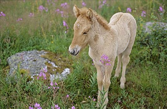 小马,杂草,挪威