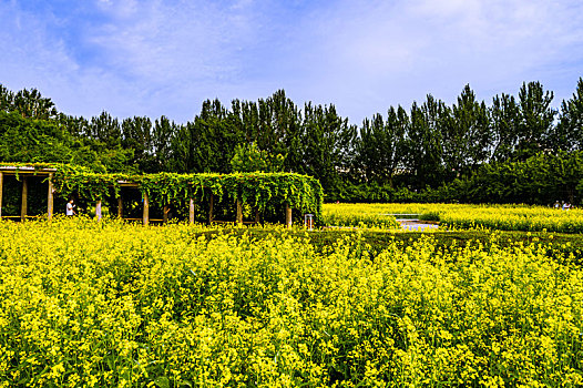 中国长春市长春公园盛开的油菜花