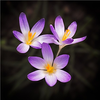 盛开,紫罗兰,藏红花,春天