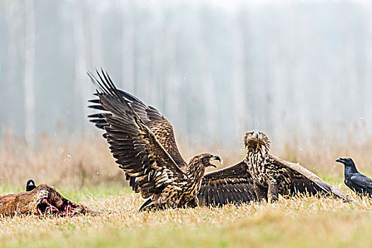 两个,幼兽,鹰,争执,地上,大乌鸦,死,鹿,波兰,欧洲