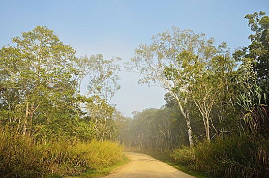 乡间小路,海岸,昆士兰,澳大利亚