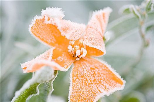 霜,橙花