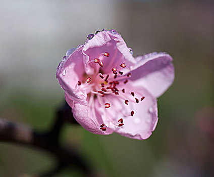 特写,粉色,樱花