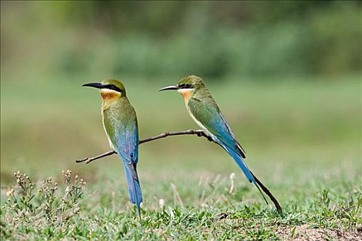 两个,蓝色,尾巴,食蜂鸟,栖息