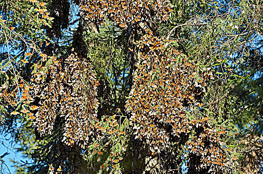 黑脉金斑蝶,冬天,区域,冷杉,罗萨里奥,生物保护区,米却阿肯州,墨西哥,北美