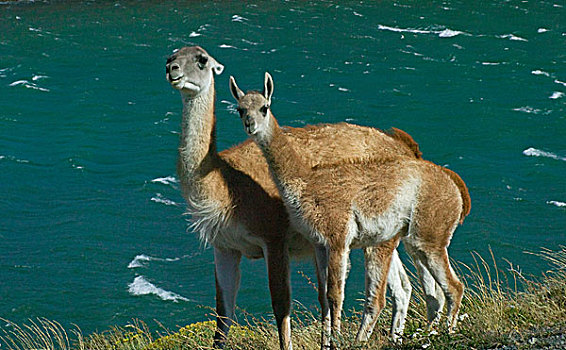 原驼,草地,拉哥裴赫湖,托雷德裴恩国家公园,巴塔哥尼亚,智利